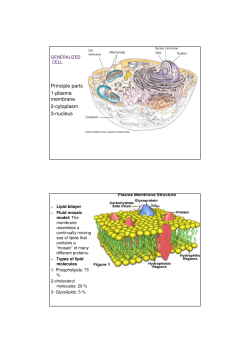 Principle parts 1-plasma membrane 2-cytoplasm 3-nucleus