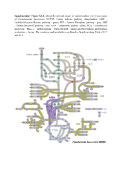 Supplementary Figure S.1.1. Metabolic network model of central