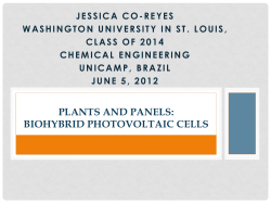 Plants and Panels: Biohybrid Photovoltaic Cells