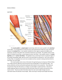 MUSCLE SPINDLE: ANATOMY: The muscle spindle is a