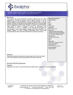 Calpain I (large subunit, p80).