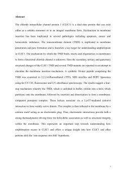 Abstract The chloride intracellular channel protein 1
