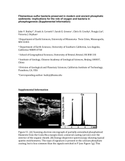 Filamentous sulfur bacteria preserved in modern and ancient