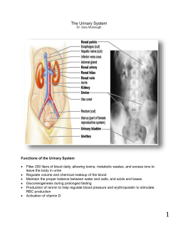 urinary system