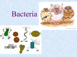 Bacteria contain