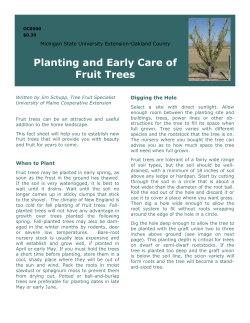Planting and Early Care of Fruit Trees