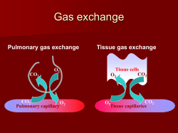 第五章 呼 吸 Respiration