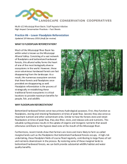 Lower Floodplain Reforestation