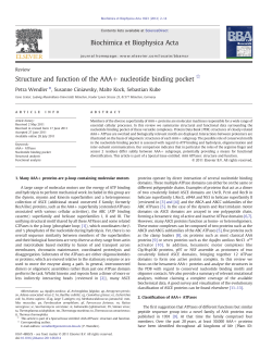 Structure and function of the AAA+ nucleotide binding pocket
