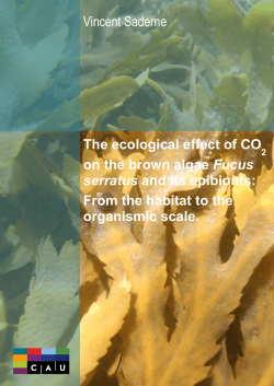 The ecological effect of CO on the brown algae Fucus