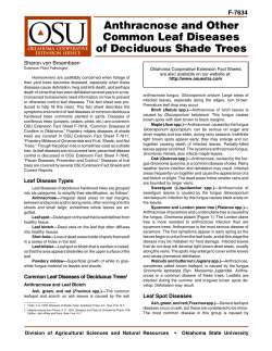 Anthracnose and Other Common Leaf Diseases of Deciduous