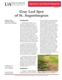Gray Leaf Spot of St. Augustinegrass FSA7566