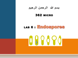 362 micro lab 6 : Endospores