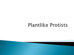 Plantlike Protists