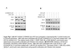 Supplementary Figures 1 and 2 (ppt 308K)