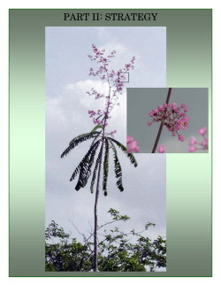 CBD Strategy and Action Plan - Jamaica