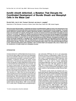 bundle sheath defective2, a Mutation That Disrupts the