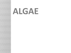ALGAE