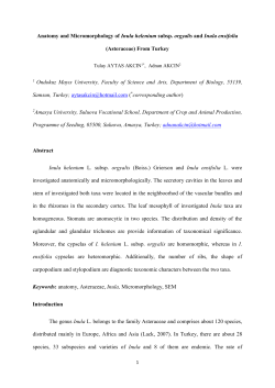 Anatomy and Micromorphology of Inula helenium subsp. orgyalis