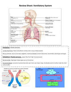 Review Sheet: Ventilatory System Inhalation