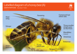 Labelled diagram of a honey bee