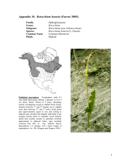 Botrychium lunaria