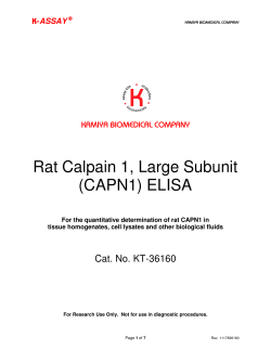 Rat Calpain 1, Large Subunit (CAPN1) ELISA