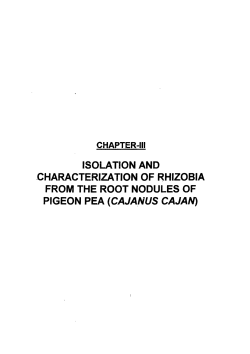 isolation and characterization of rhizobia from the root nodules of