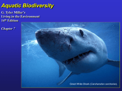 Coastal wetlands/estuaries