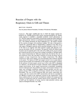 Reaction of" Oxygen with the Respiratory Chain in Cells and Tissues
