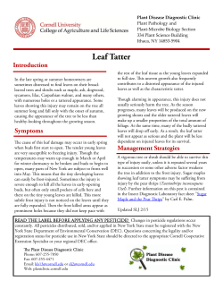 Leaf Tatter - Cornell`s Plant Disease Diagnostic Clinic