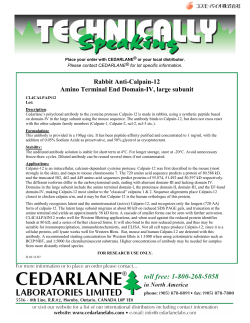 Rabbit Anti-Calpain-12 Amino Terminal End Domain