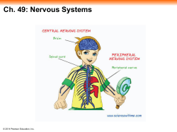 The Peripheral Nervous System