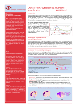Changes in the cytoplasm of neutrophil granulocytes