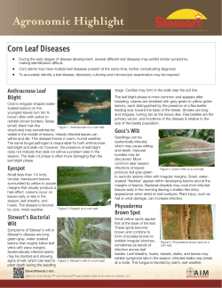Corn Leaf Diseases