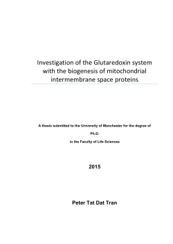 Investigation of the Glutaredoxin system with the biogenesis of