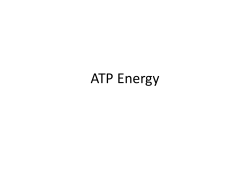 ATP Energy - Biology R: 4(A,C)