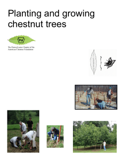 Planting and growing chestnut trees