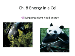 Ch. 8 Energy in a Cell