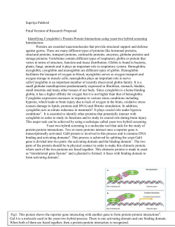 Identifying cytoglobin`s protein-protein interactions