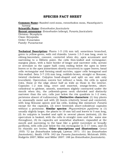 Entosthodon fascicularis