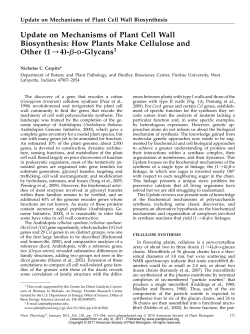 Update on Mechanisms of Plant Cell Wall