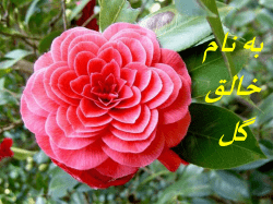 (ammonium, NH 4 + ) Immobilization: inorganic N Organic N