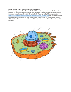Animal Cell Webquest - Mad River Local Schools