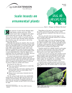 Scale Insects on Ornamental Plants