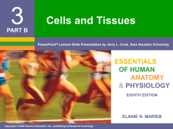 Nerve activates contraction
