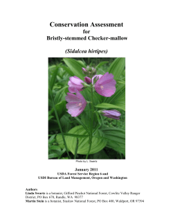 Sidalcea hirtipes, Bristly-stemmed checker-mallow