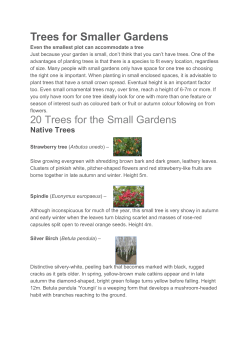 uploadedfiles/Trees for small gardes and tree