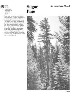 Sugar Pine - Forest Products Laboratory