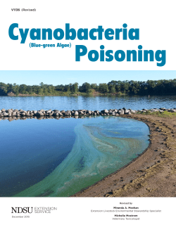 Cyanobacteria (Blue-green Algae) Poisoning